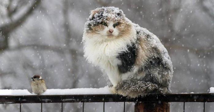 В Украине 27 января ожидается значительный мокрый снег, фото: «24 канал»