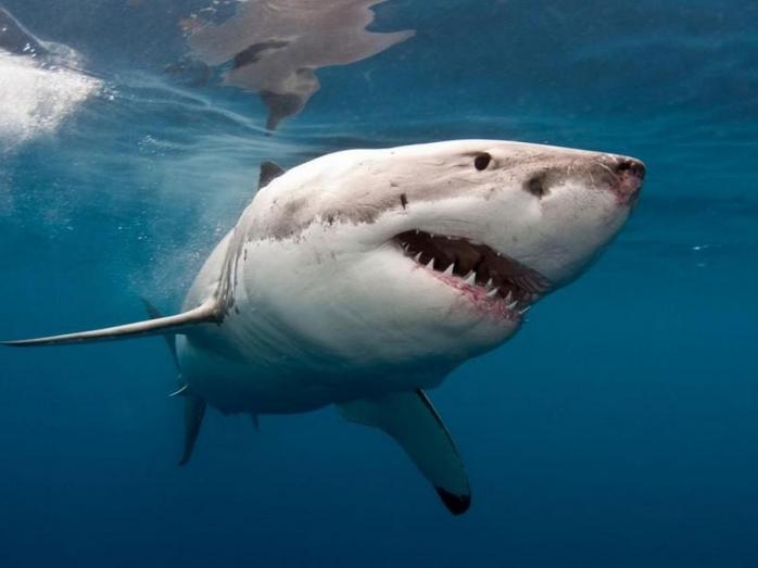 Невтішний для популяції акул і скатів прогноз оприлюднили вчені. Фото: umoloda