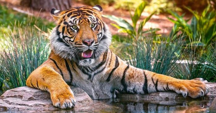 В Индонезии из зоопарка сбежали редкостные суматранские тигры, фото: Babyplus