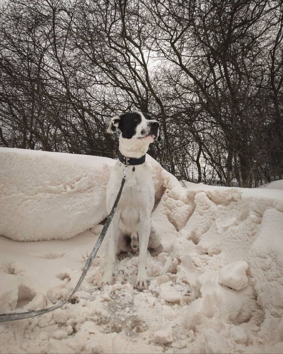 Кольоровий сніг випав у Європі – метеорологи пояснили причину. Фото: Instagram