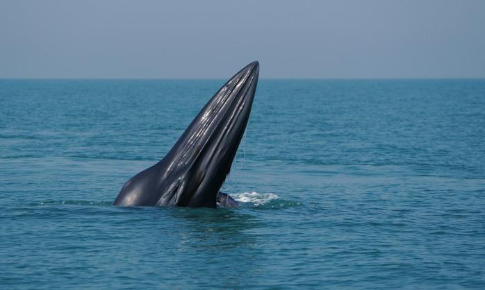 Новый уникальный вид «американских» китов обнаружен у побережья США
