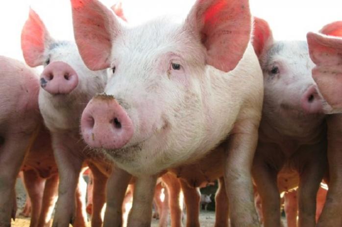 Играть в компьютерные игры ученые заставили свиней — новости о животных