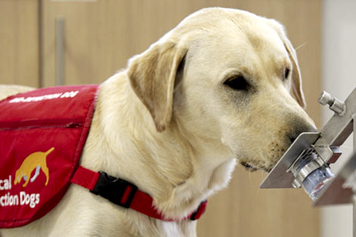 Діагностувати рак вчені навчилися новим способом. Фото: Medical Detection Dogs