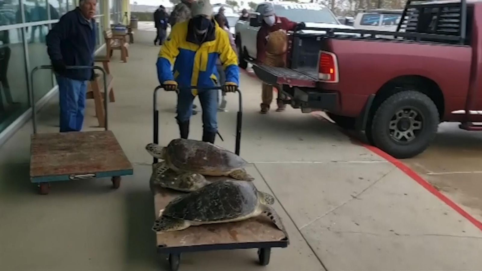 Спасают черепах в Техасе. Фото: Texas Game Warden в Twitter