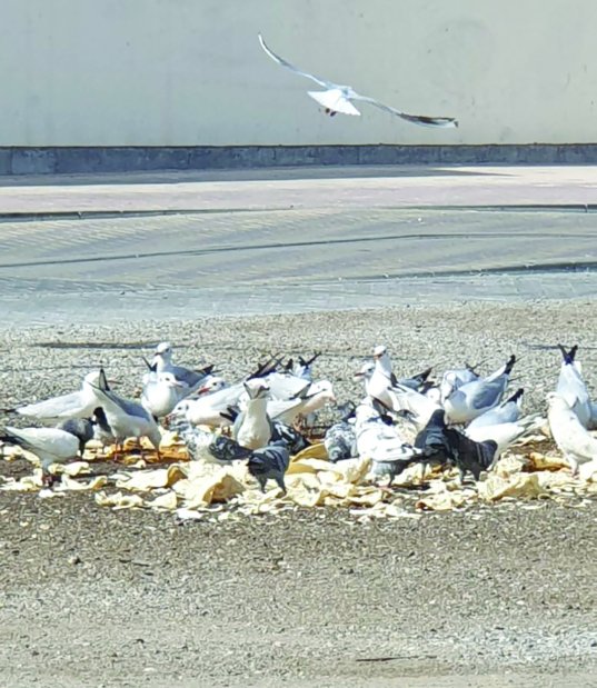 Растолстевшие чайки отказываются летать в Бахрейне. Фото: Твиттер