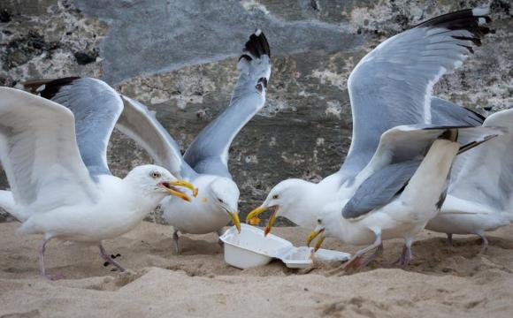 Растолстевшие чайки отказываются летать в Бахрейне. Фото: Волинь24
