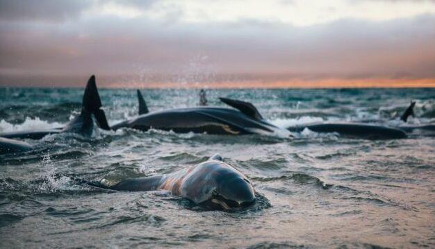Дельфины. Фото: Facebook