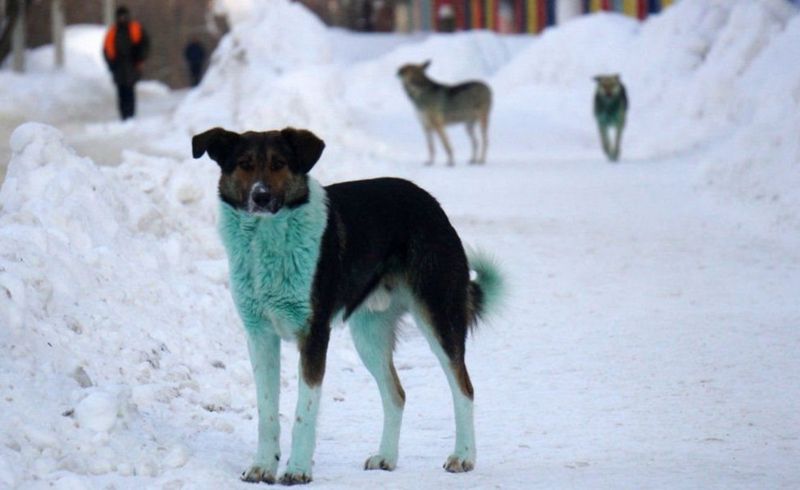 Цветные собаки появились в России. Фото: GETTY IMAGES
