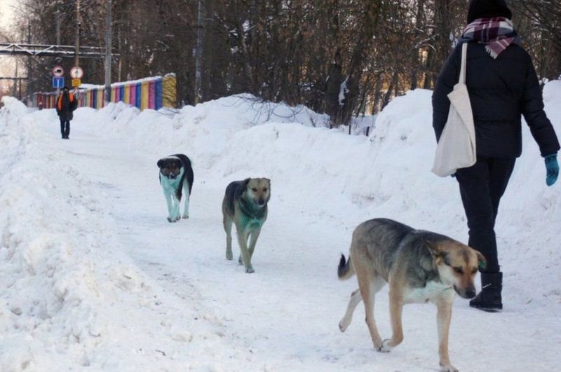 Цветные собаки появились в России. Фото: GETTY IMAGES
