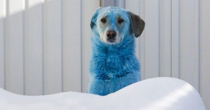 Кольорові собаки з’явилися в Росії. Фото: GETTY IMAGES