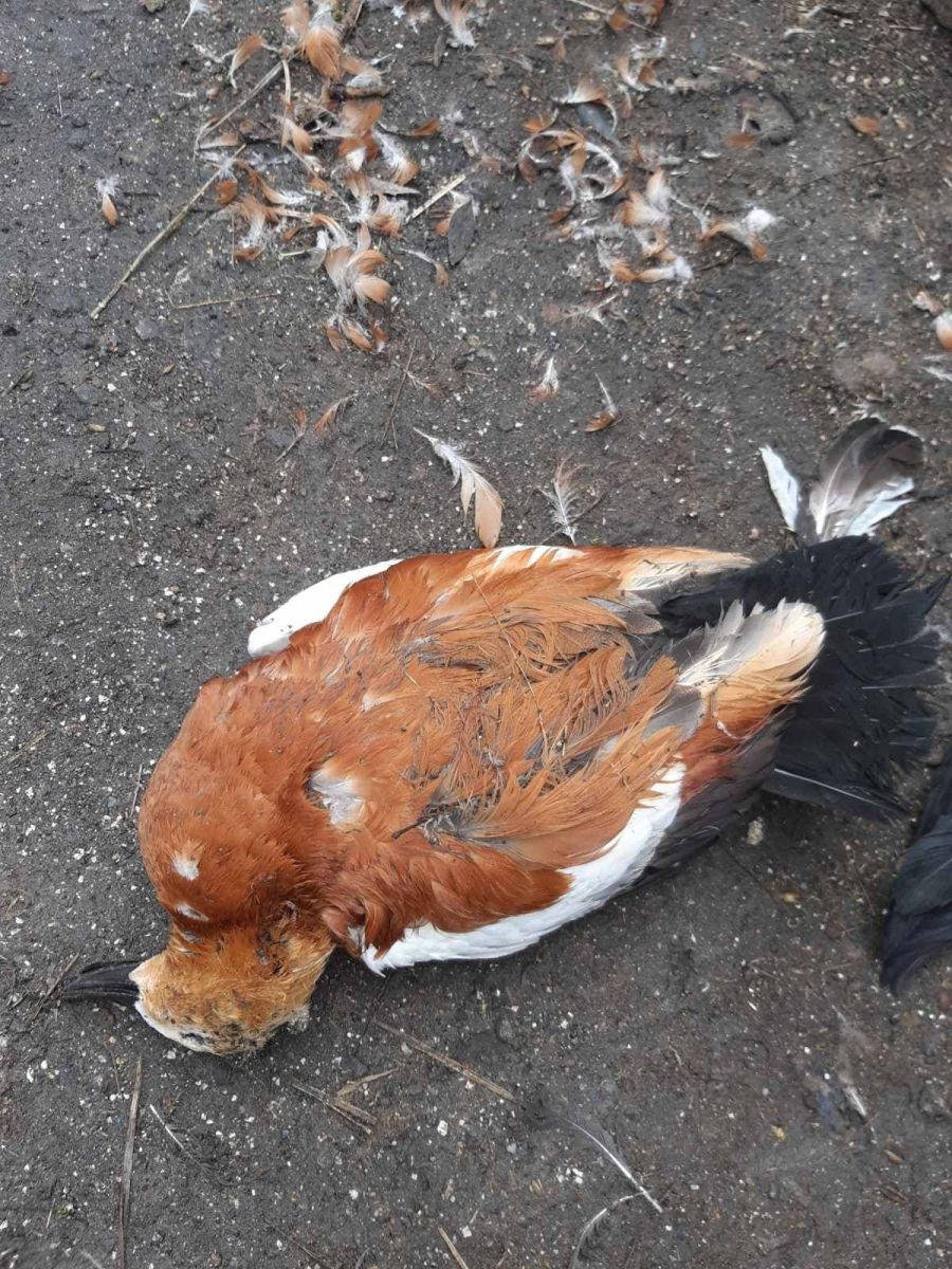 Загибель птахів. Фото: Facebook