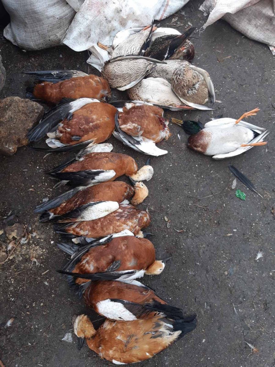 Массовая гибель птиц.. Фото: Facebook