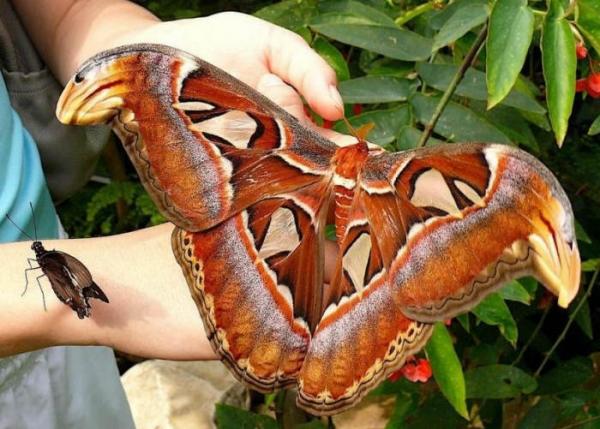 Гігантського метелика виявили в Австралії. Фото: naurok.com.uа