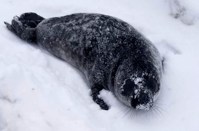 Тюлень. Фото: CBC