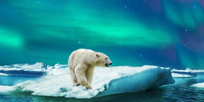 Міжнародний день полярного ведмедя відзначають 27 лютого