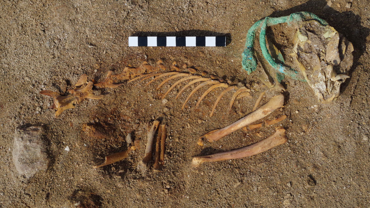В Египте нашли древнее кладбище домашних животных, фото: ScienceMag