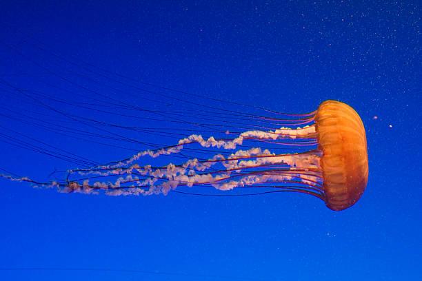 Медуза. Фото: Istock