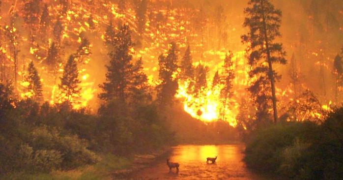 В Україні посилюють боротьбу з лісовими пожежами