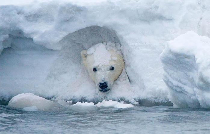 Через зміни клімату Арктика може позеленіти — вчені. Фото: seanews.ru