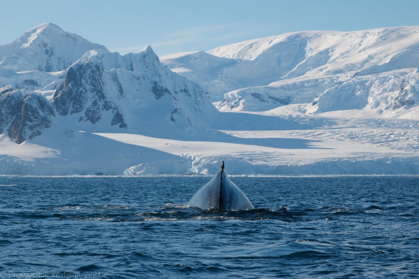 В Антарктиді полярники з України випадково розбудили кита, фото — Є.Прокопчук