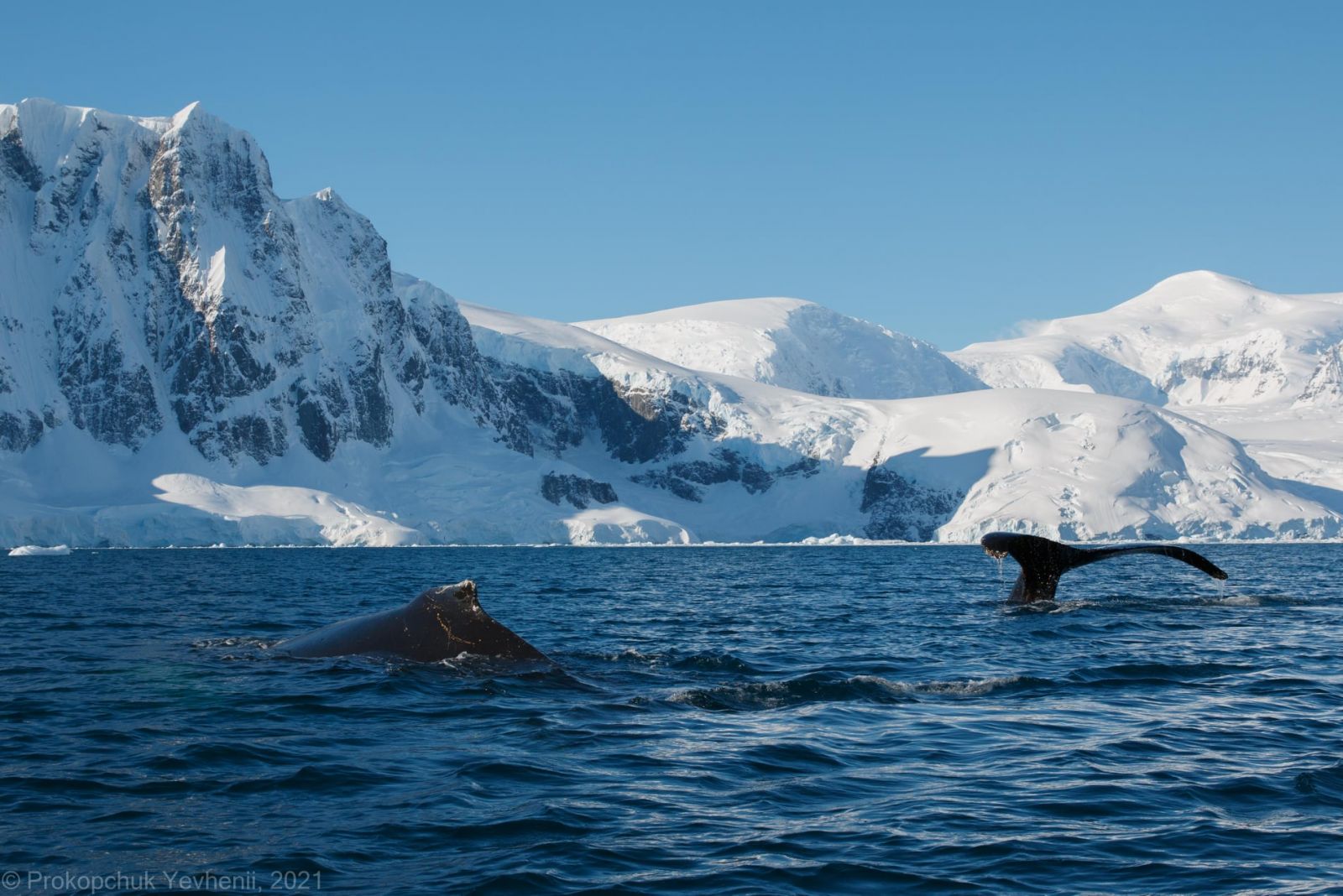 В Антарктиде украинские полярники случайно разбудили кита, фото — Е.Прокопчук