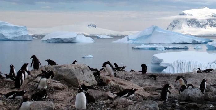Антарктида знову втрачає льодовий покрив, фото: