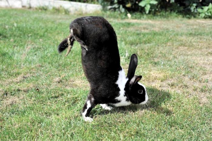 Кролик. Фото: Naked science