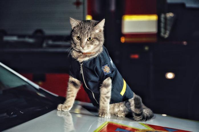 Кіт-рятувальник. Фото: ДСНС