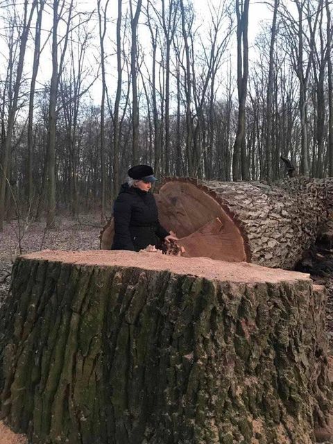 В Голосеевском парке срезали столетние дубы. Фото: «Клуб Коренного Киевлянина» в Facebook