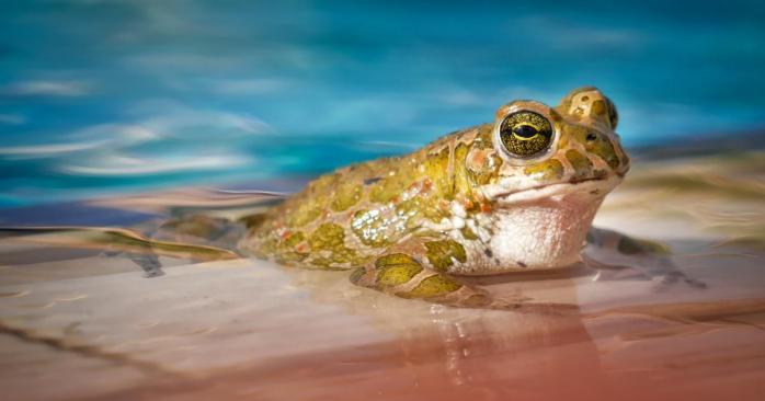 Всемирный день водных животных отмечают 3 апреля, фото: