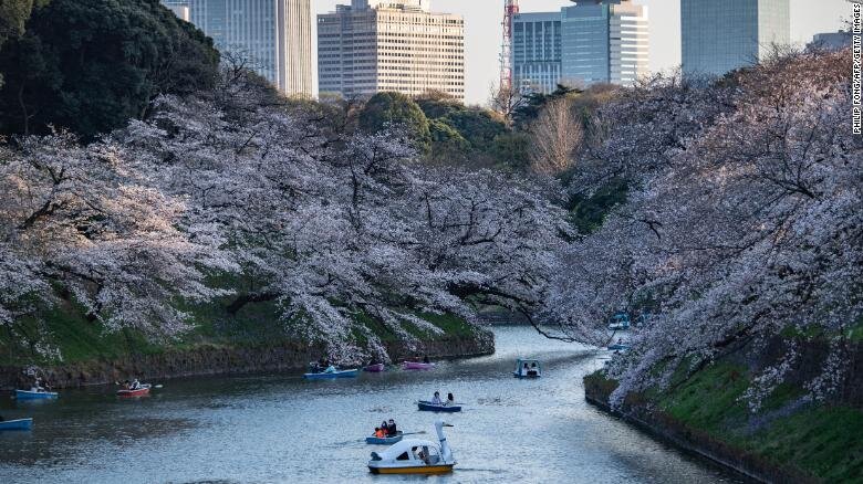 Цветение сакуры. Фото: CNN