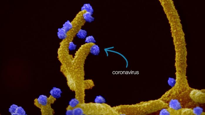 Подвійний коронавірус-мутант виявили у США
