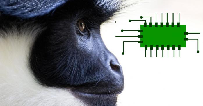 Створений стартапом Ілона Маска нейрочіп дозволив мавпі «силою думки» грати у відеоігри