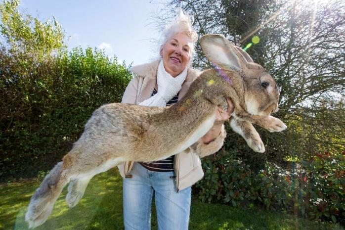 Загадочное похищение кролика-гиганта у бывшей модели Playboy расследуют в Британии, скриншот видео