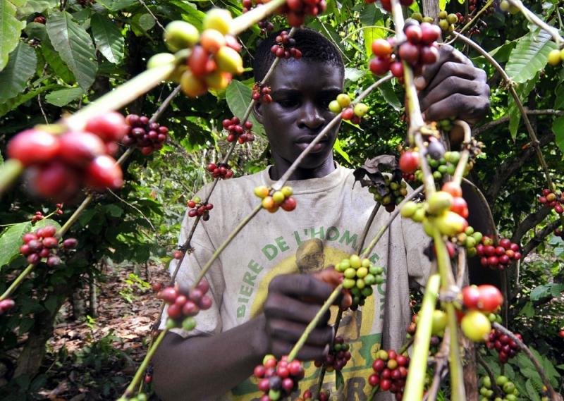 Изменение климата значительно уменьшит возможность выращивания качественных сортов кофе
