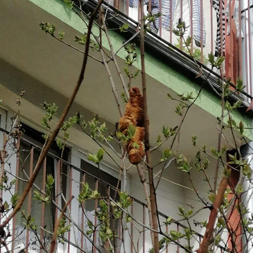 Круассан на дереве, который пугал жителей дома, фото: Facebook