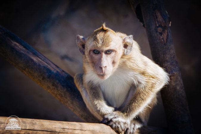 Мавп схрестили з людьми – чим закінчився експеримент вчених. Фото: https://monkeyplanet.moscow/