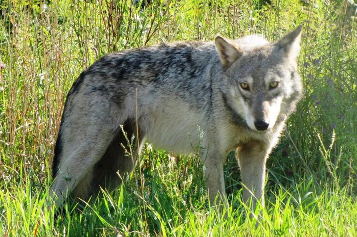 Маршрут дикого волка впервые сняла камера в США - Ловил рыбу, оленя и нежился в траве 