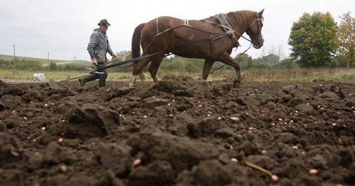 Правительство увеличило субсидию для небольших фермеров. Фото: zikua.tv