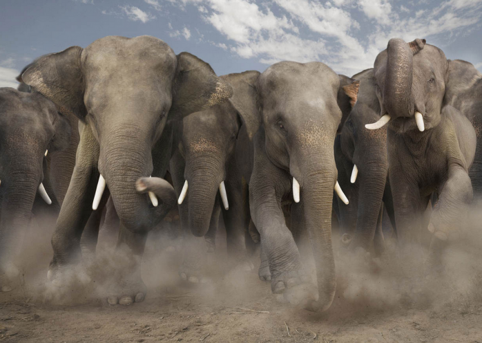Слоны насмерть затоптали браконьера в Южной Африке, фото: itl.cat