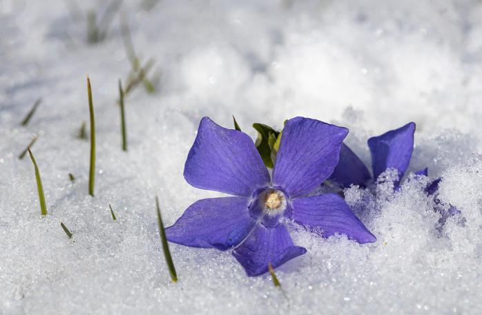 Украину засыпало снегом, фото: pixabay