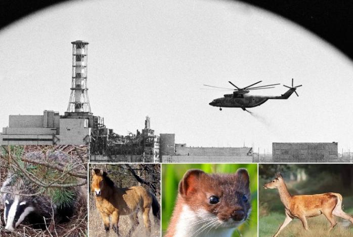 Чернобыль — 35 лет после аварии: уникальные животные зоны отчуждения