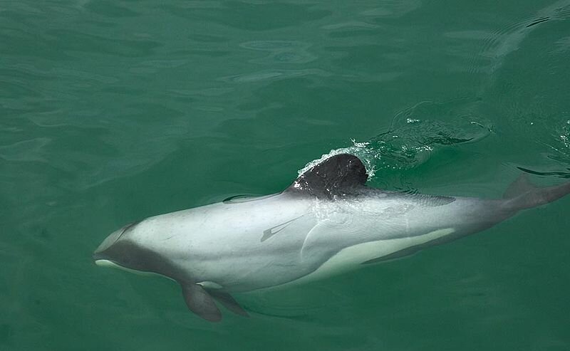 Дельфін Мауї. Фото: Al Jazееra