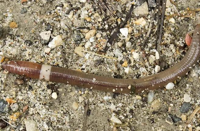 «Сумасшедшие черви» распространяются в США. Фото: UW Madison Arboretum