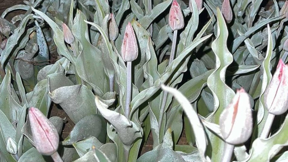 Тюльпаны сорта "Династия" погибли из-за морозов, фото: Мирослава Мерешко