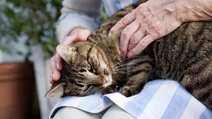 Кішка повернулася до господарів через 13 років після зникнення