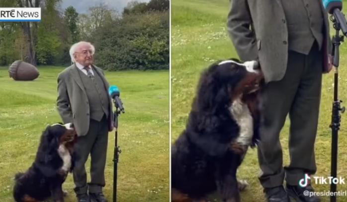 Собака президента Ирландии стала хитом соцсетей