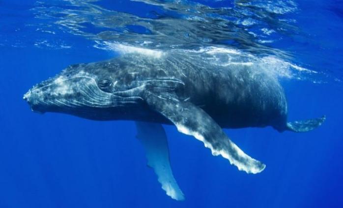 Горбатые киты устроили пир у станции «Академик Вернадский»