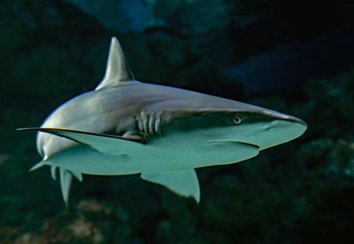 Акули використовують магнітне поле для переміщень на великі відстані, фото: hi-chef