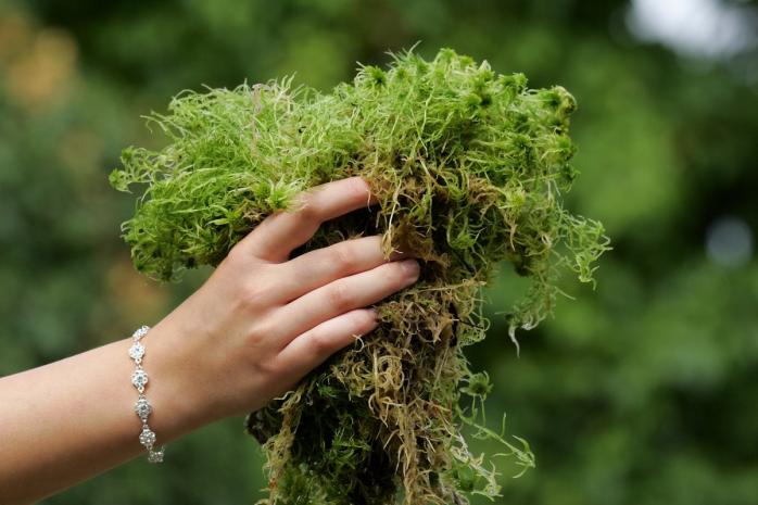 Ела мох и траву – нашли женщину, пропавшую пять месяцев назад. Фото: botanichka